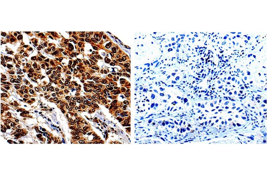 IL13RA1 Antibody from Signalway Antibody (31021) - Antibodies.com