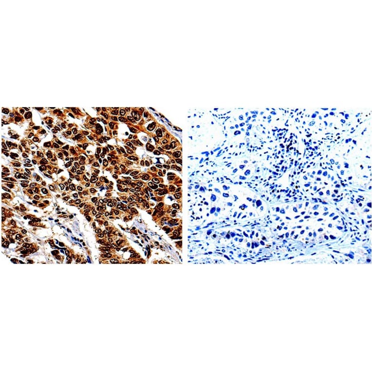 IL13RA1 Antibody from Signalway Antibody (31021) - Antibodies.com