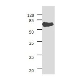 ANGPTL3 Antibody from Signalway Antibody (31029) - Antibodies.com