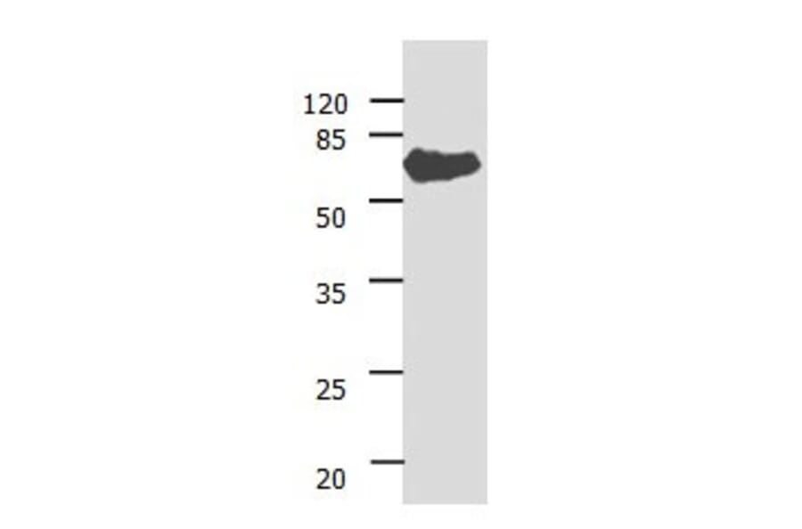 ANGPTL3 Antibody from Signalway Antibody (31029) - Antibodies.com