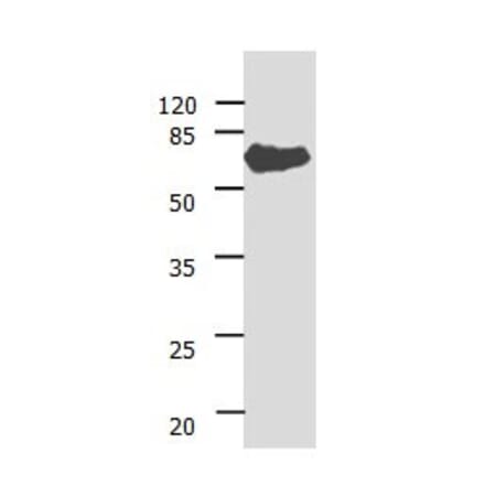 ANGPTL3 Antibody from Signalway Antibody (31029) - Antibodies.com