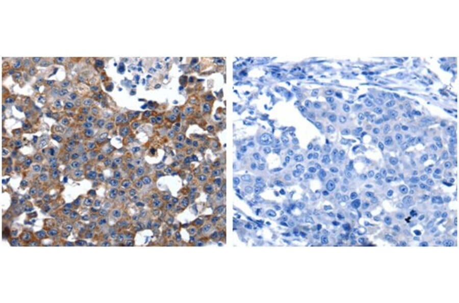 ANGPTL3 Antibody from Signalway Antibody (31029) - Antibodies.com