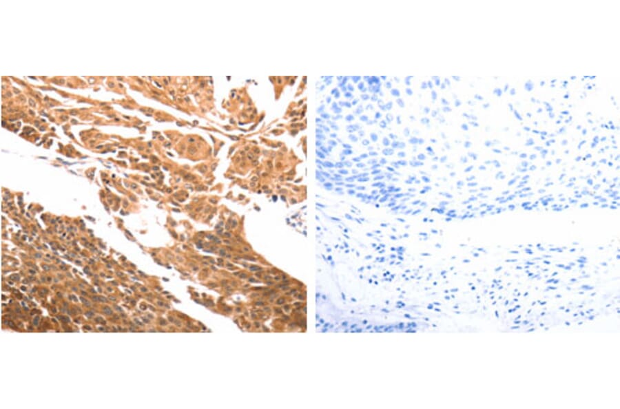 SLC39A6 Antibody from Signalway Antibody (31268) - Antibodies.com