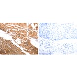 SLC39A6 Antibody from Signalway Antibody (31268) - Antibodies.com