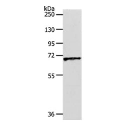 SLC22A3 Antibody from Signalway Antibody (31291) - Antibodies.com