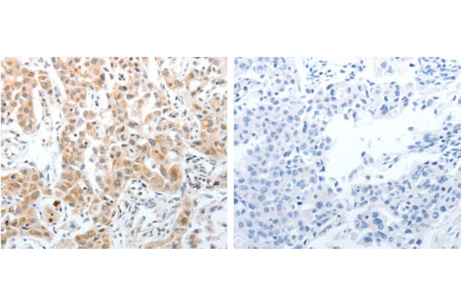 SLC22A3 Antibody from Signalway Antibody (31291) - Antibodies.com