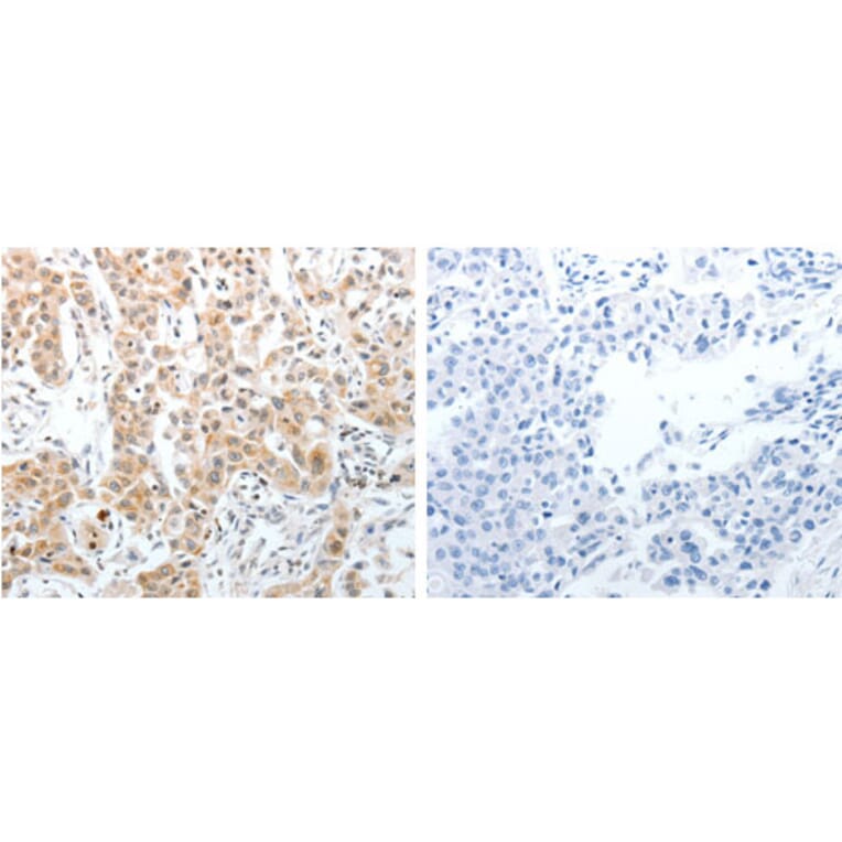 SLC22A3 Antibody from Signalway Antibody (31291) - Antibodies.com