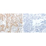 SLC22A3 Antibody from Signalway Antibody (31291) - Antibodies.com
