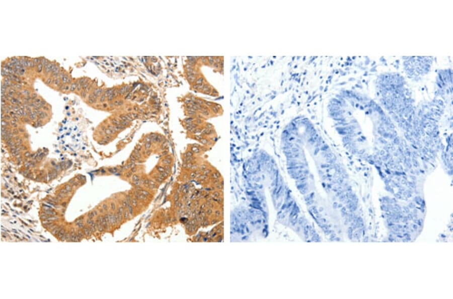 SLC32A1 Antibody from Signalway Antibody (31292) - Antibodies.com