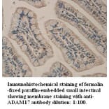 ADAM-17 Antibody from Signalway Antibody (39313) - Antibodies.com