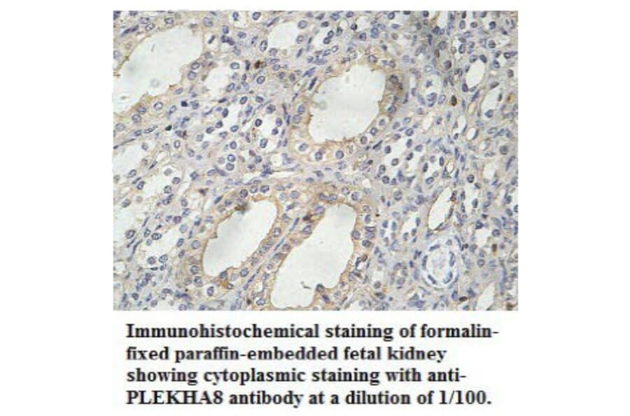 PLEKHA8 Antibody from Signalway Antibody (39767) - Antibodies.com