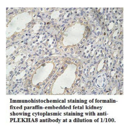 PLEKHA8 Antibody from Signalway Antibody (39767) - Antibodies.com