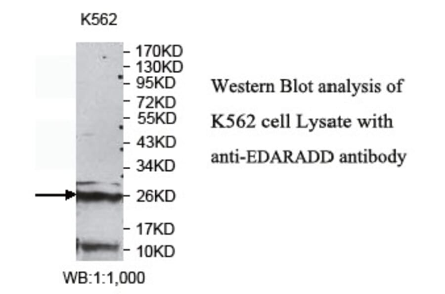 EDARADD Antibody from Signalway Antibody (39769) - Antibodies.com