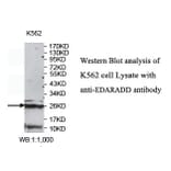 EDARADD Antibody from Signalway Antibody (39769) - Antibodies.com