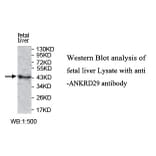 ANKRD29 Antibody from Signalway Antibody (39772) - Antibodies.com
