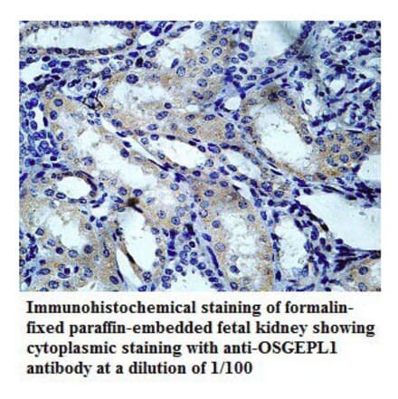 OSGEPL1 Antibody from Signalway Antibody (39782) - Antibodies.com
