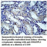 OSGEPL1 Antibody from Signalway Antibody (39782) - Antibodies.com