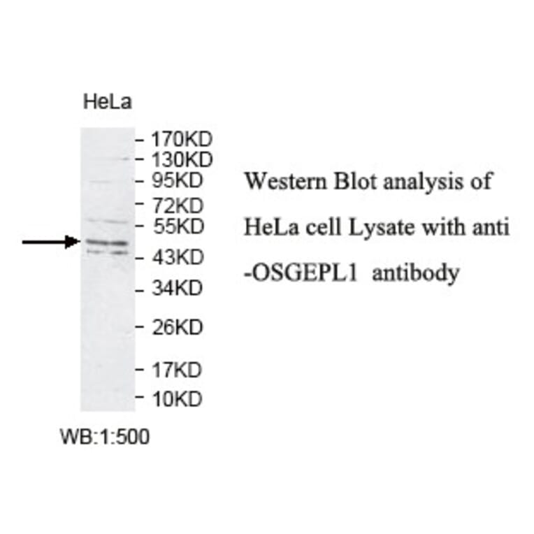 OSGEPL1 Antibody from Signalway Antibody (39782) - Antibodies.com