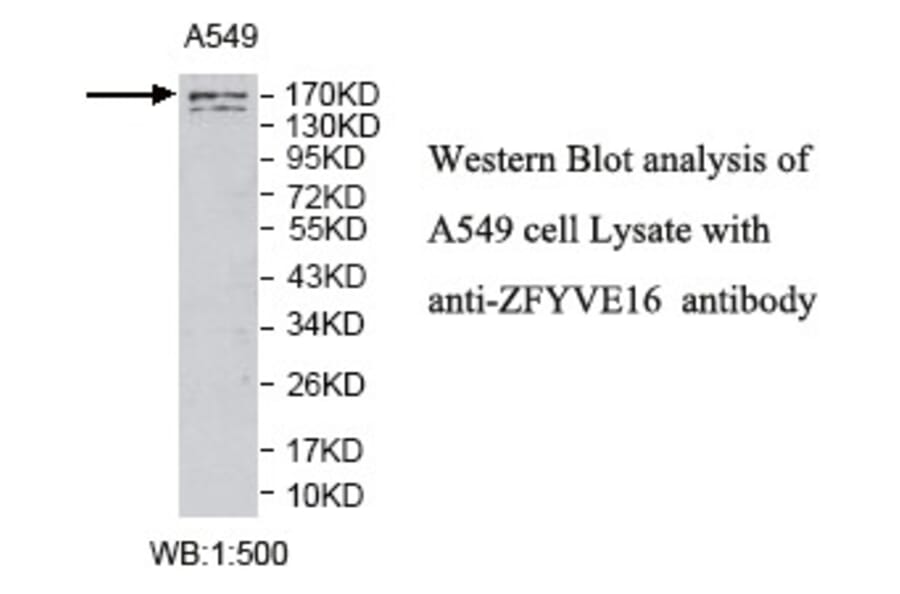 ZFYVE16 Antibody from Signalway Antibody (39790) - Antibodies.com