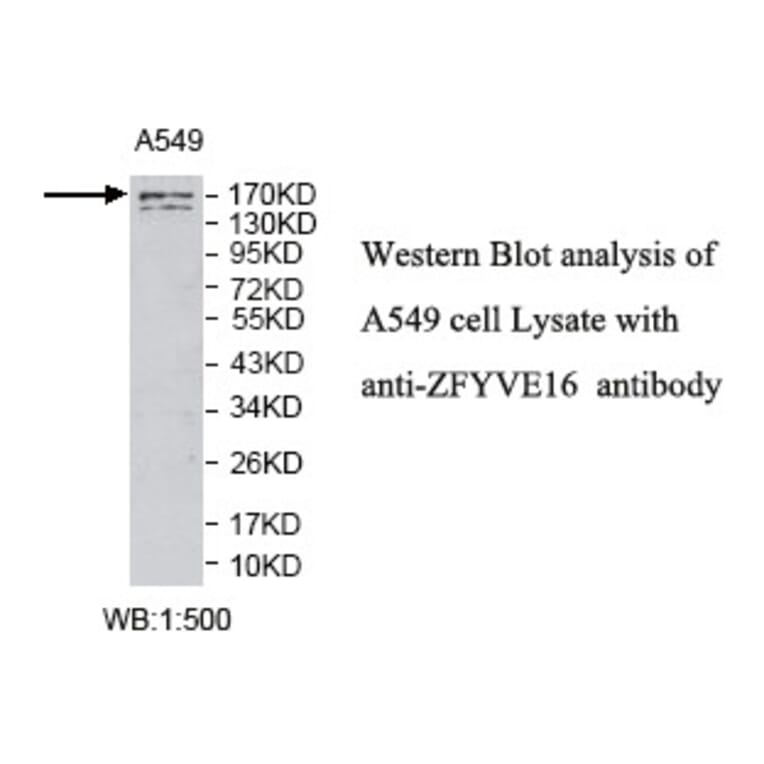 ZFYVE16 Antibody from Signalway Antibody (39790) - Antibodies.com