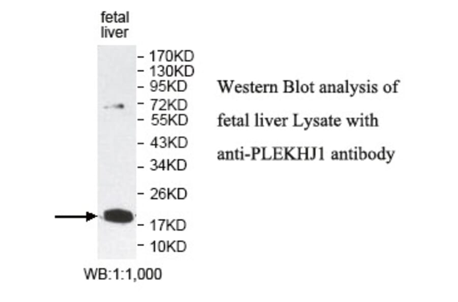 PLEKHJ1 Antibody from Signalway Antibody (39793) - Antibodies.com