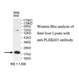 PLEKHJ1 Antibody from Signalway Antibody (39793) - Antibodies.com