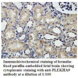 PLEKHA9 Antibody from Signalway Antibody (39807) - Antibodies.com