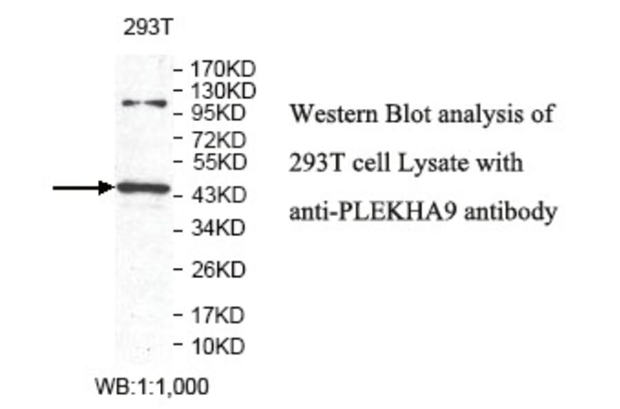 PLEKHA9 Antibody from Signalway Antibody (39807) - Antibodies.com