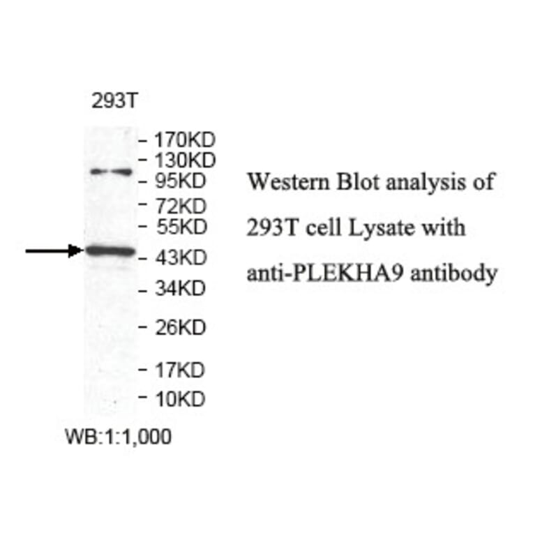 PLEKHA9 Antibody from Signalway Antibody (39807) - Antibodies.com