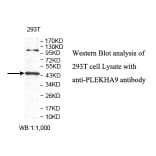 PLEKHA9 Antibody from Signalway Antibody (39807) - Antibodies.com