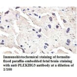 PLEKHG3 Antibody from Signalway Antibody (39808) - Antibodies.com