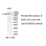 PLEKHG3 Antibody from Signalway Antibody (39808) - Antibodies.com