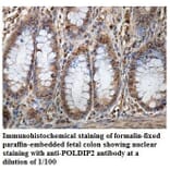 POLDIP2 Antibody from Signalway Antibody (39856) - Antibodies.com