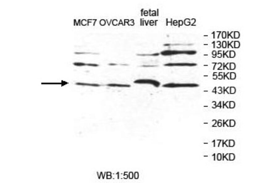 POLDIP2 Antibody from Signalway Antibody (39856) - Antibodies.com