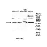 POLDIP2 Antibody from Signalway Antibody (39856) - Antibodies.com