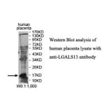 LGALS13 Antibody from Signalway Antibody (39876) - Antibodies.com