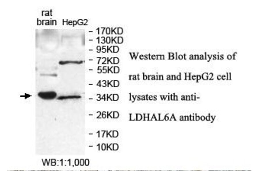 LDHAL6A Antibody from Signalway Antibody (39879) - Antibodies.com