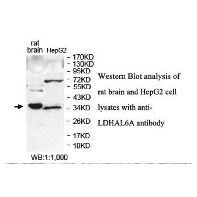 LDHAL6A Antibody from Signalway Antibody (39879) - Antibodies.com
