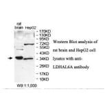 LDHAL6A Antibody from Signalway Antibody (39879) - Antibodies.com