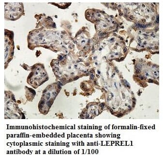 Anti-LEPREL1 Antibody