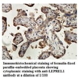 LEPREL1 Antibody from Signalway Antibody (39880) - Antibodies.com