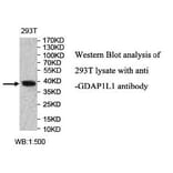 GDAP1L1 Antibody from Signalway Antibody (40004) - Antibodies.com