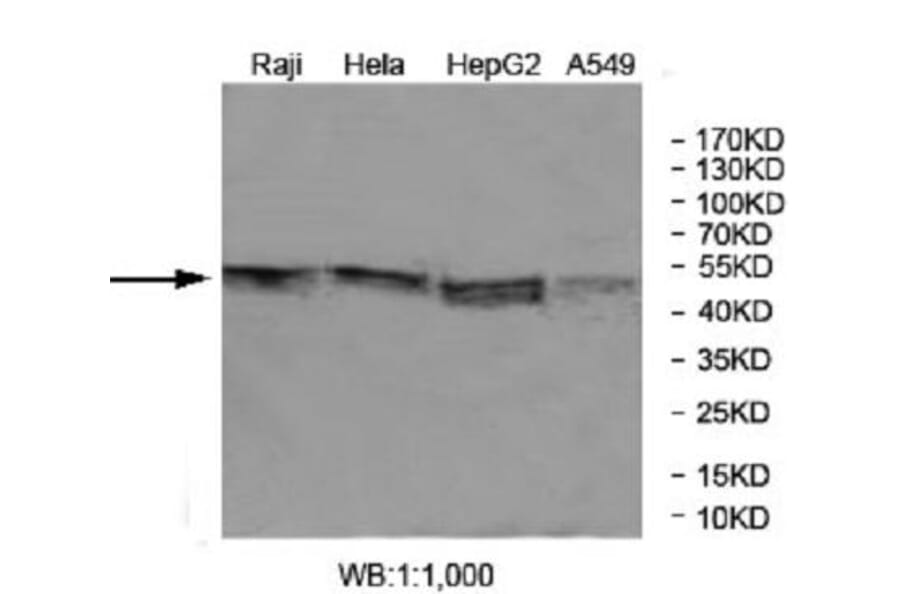 FOXRED1 Antibody from Signalway Antibody (40036) - Antibodies.com