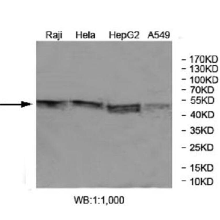 FOXRED1 Antibody from Signalway Antibody (40036) - Antibodies.com