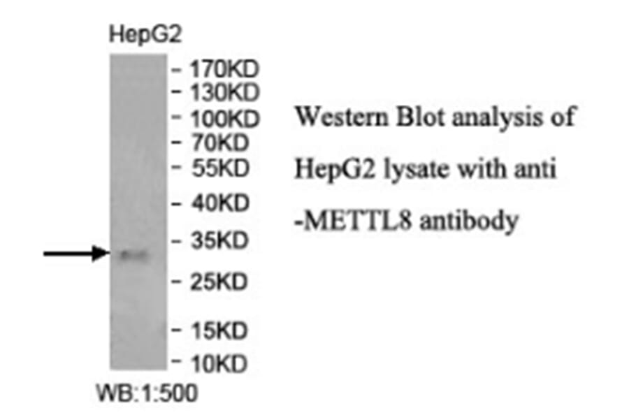 Rabbit polyclonal METTL8 (1) antibody from Signalway Antibody (40013) - Antibodies.com