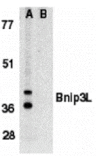 Western blot - Bnip3L Antibody from Signalway Antibody (24112) - Antibodies.com