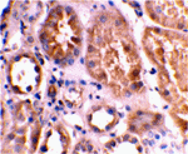 Immunohistochemistry - Bnip3L Antibody from Signalway Antibody (24112) - Antibodies.com