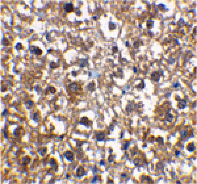 Immunohistochemistry - IRAK-M Antibody from Signalway Antibody (24128) - Antibodies.com