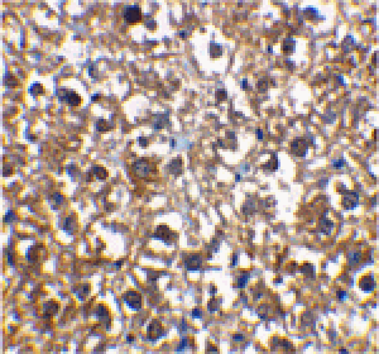 Immunohistochemistry - IRAK-M Antibody from Signalway Antibody (24128) - Antibodies.com