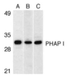 Western blot - PHAP I Antibody from Signalway Antibody (24198) - Antibodies.com